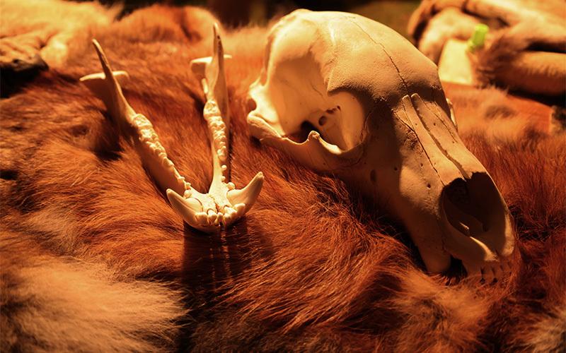 Felle und Schädel Auf einem braunen Tierfell liegt ein Kiefer- und ein Schädelknochen