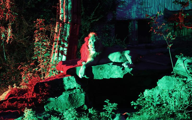 Löwe beleuchtet Ein Löwe liegt nachts in seinem Gehege auf einem Stein und wird von roten und grünen Lichtern beschienen