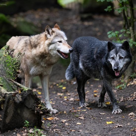 Ein heller und ein dunkler Wolf gehen
