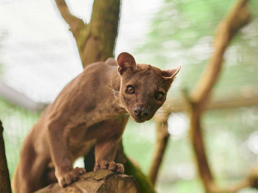 Ein Fossa lehnt sich auf einen Stein in der Meranti Tropenhalle im Allwetterzoo Münster