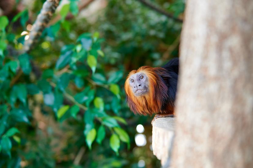 Ein orangenes Löwenäffchen schaut hinter einem Baumstamm hervor