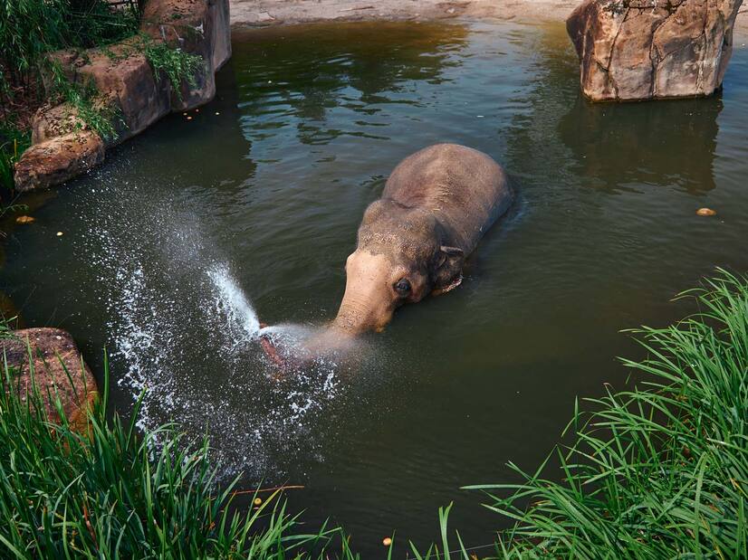 Eine Elefantenkuh steht im Wasser und spritz Wasser mit ihrem Rüssel
