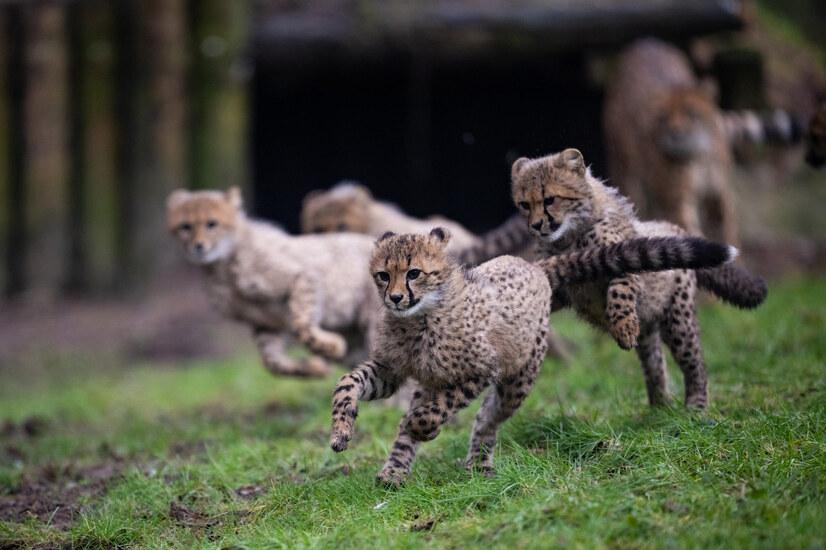 Eine Gruppe junger Geparden rennt über eine Wiese