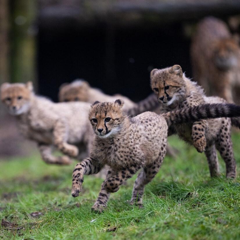 Eine Gruppe junger Geparden rennt &uuml;ber eine Wiese