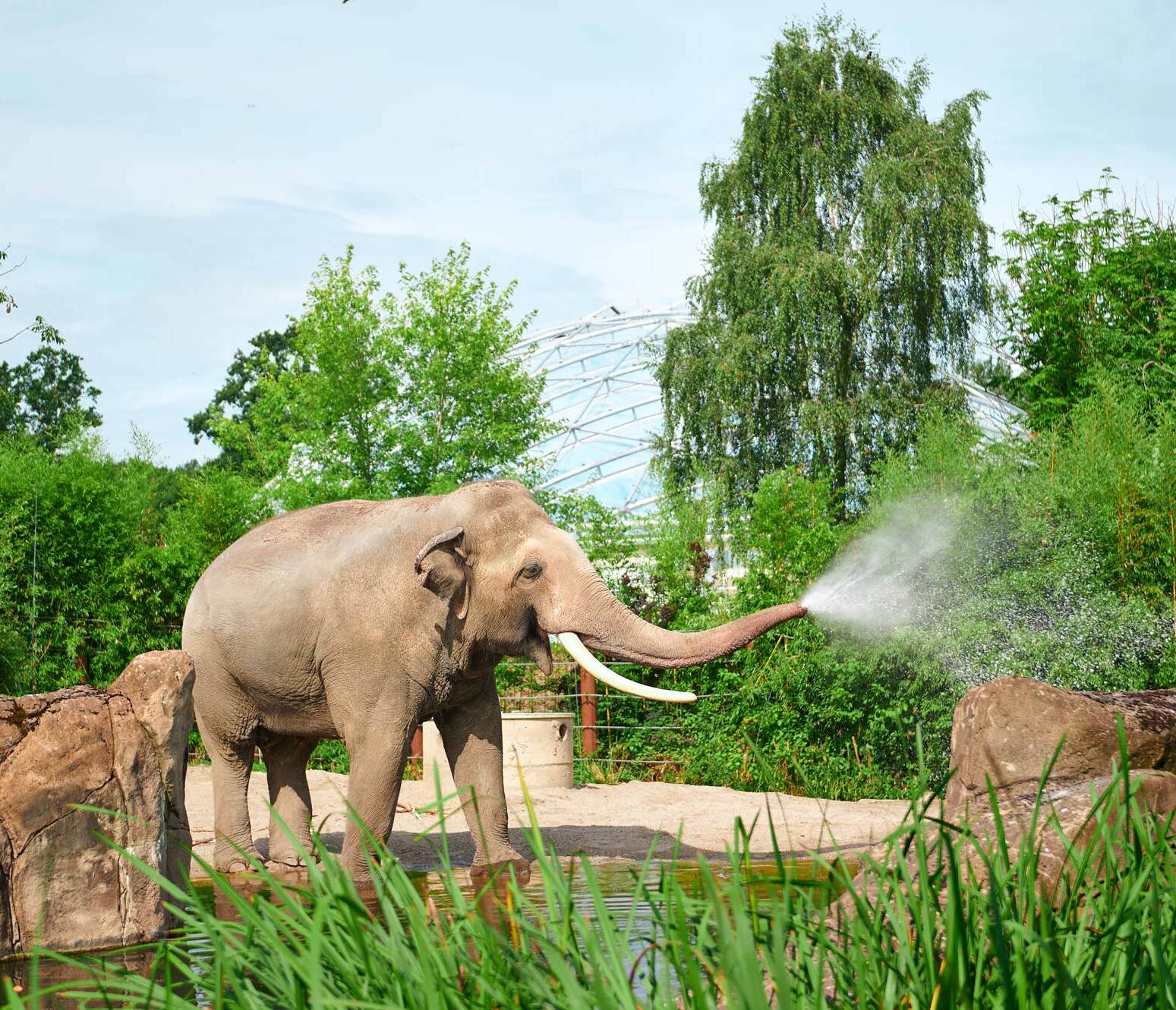 Ein Elefant steht in seinem Zoogehege und spritzt Wasser aus seinem Rüssel