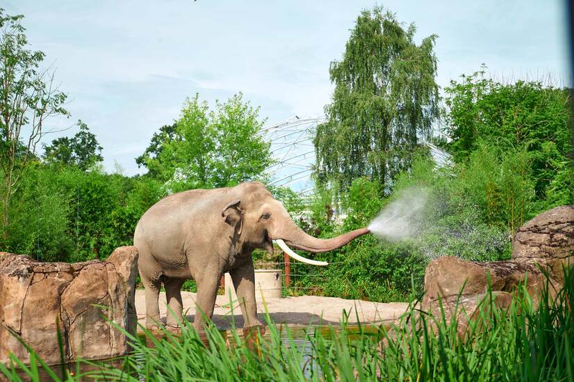 Ein Elefant steht in seinem Zoogehege und spritzt Wasser aus seinem Rüssel