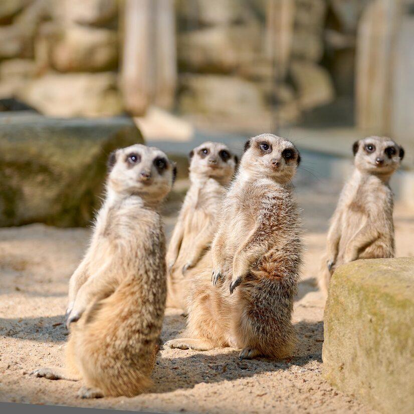 Eine Gruppe Erdmännchen stehen auf ihren Hinterpfoten und schauen in die Kamera