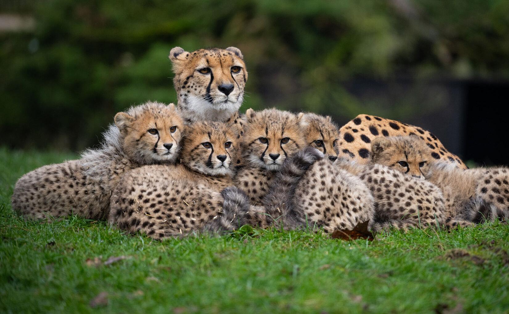 Eine Gepardin kuschelt mit ihren Jungtieren