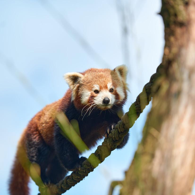 Ein roter Panda klettert über ein Seil zu einem Baumstamm