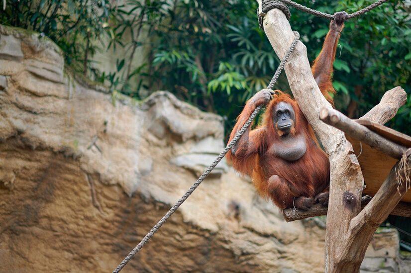 Ein Orang-Utan klettert an einem Seil