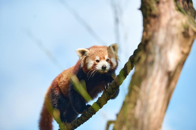 Ein roter Panda klettert &uuml;ber ein Seil zu einem Baumstamm