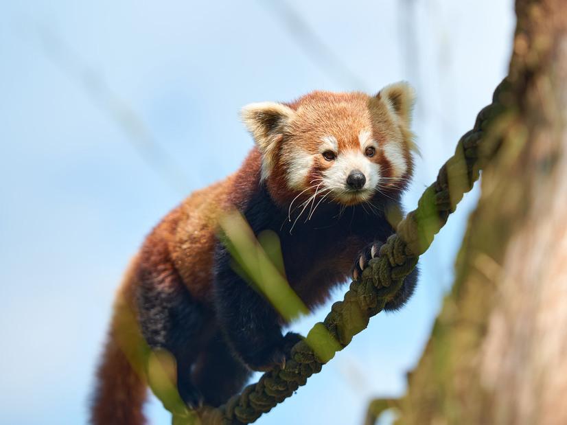 Ein roter Panda klettert über ein Seil zu einem Baumstamm