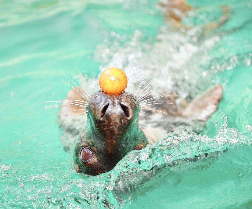 Eine Kegelrobbe schwimmt und balanciert einen kleinen gelben Ball auf der Schnauze