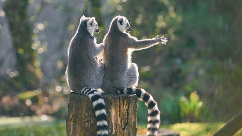 Zwei Varis sitzen auf einem Baumstumpf und strecken eine Pfote in die Luft
