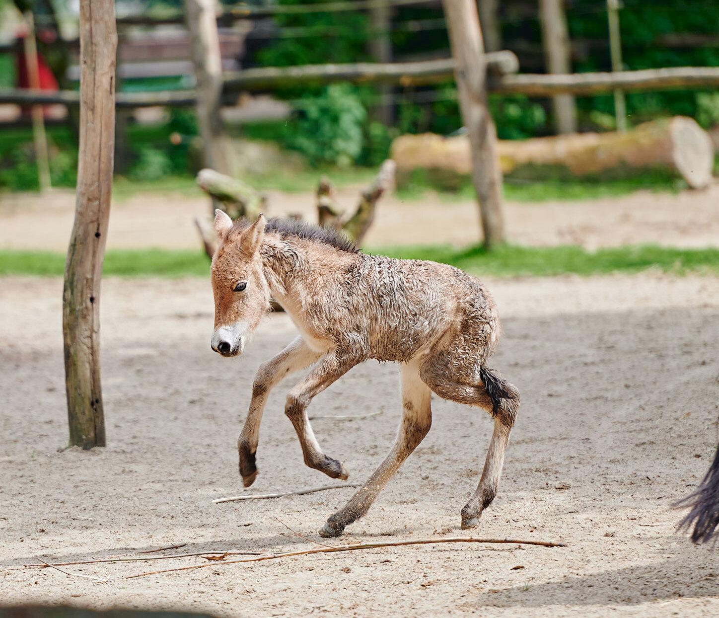 Ein Eselfohlen springt durch den Pferdepark im Allwetterzoo Münster