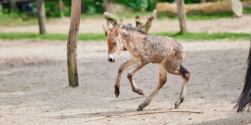 Ein Eselfohlen springt durch den Pferdepark im Allwetterzoo Münster