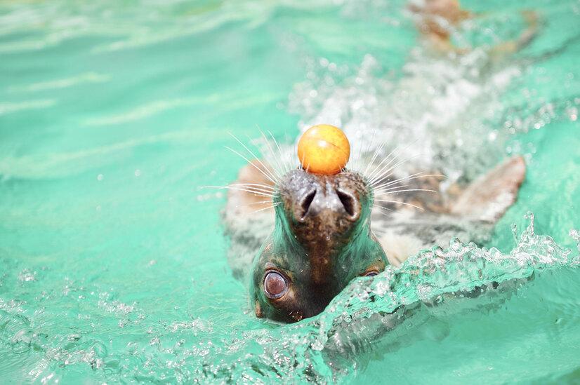 Eine Kegelrobbe schwimmt und balanciert einen kleinen gelben Ball auf der Schnauze