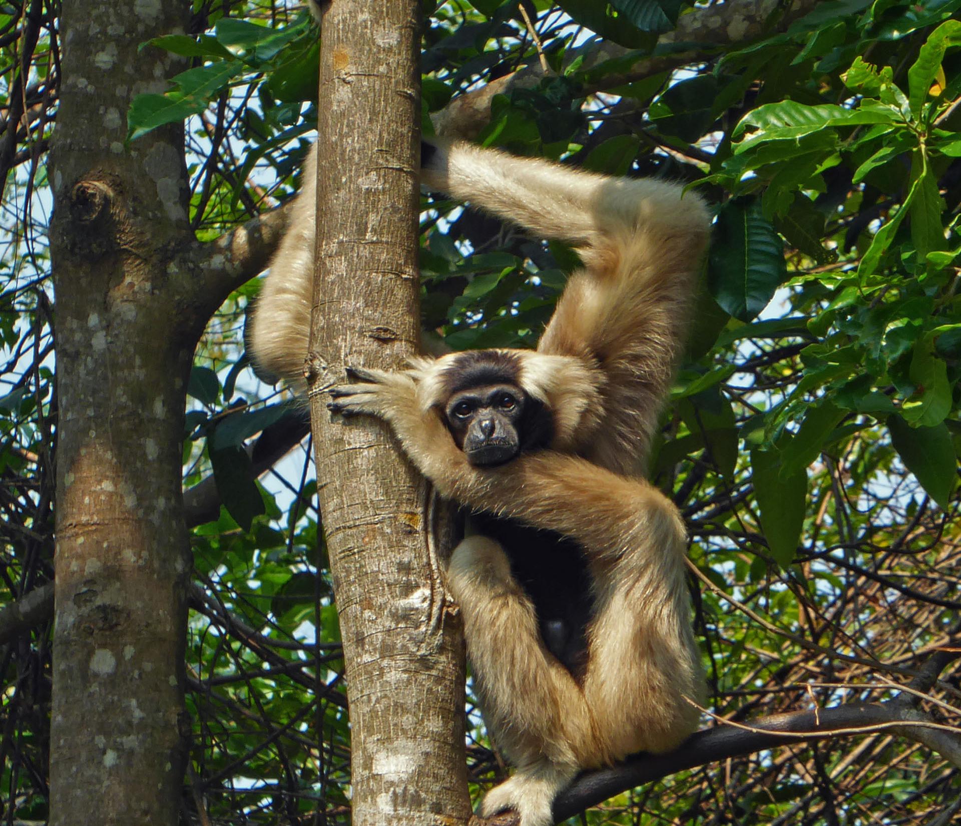 Ein Kappengibbon umklammert einen Baum