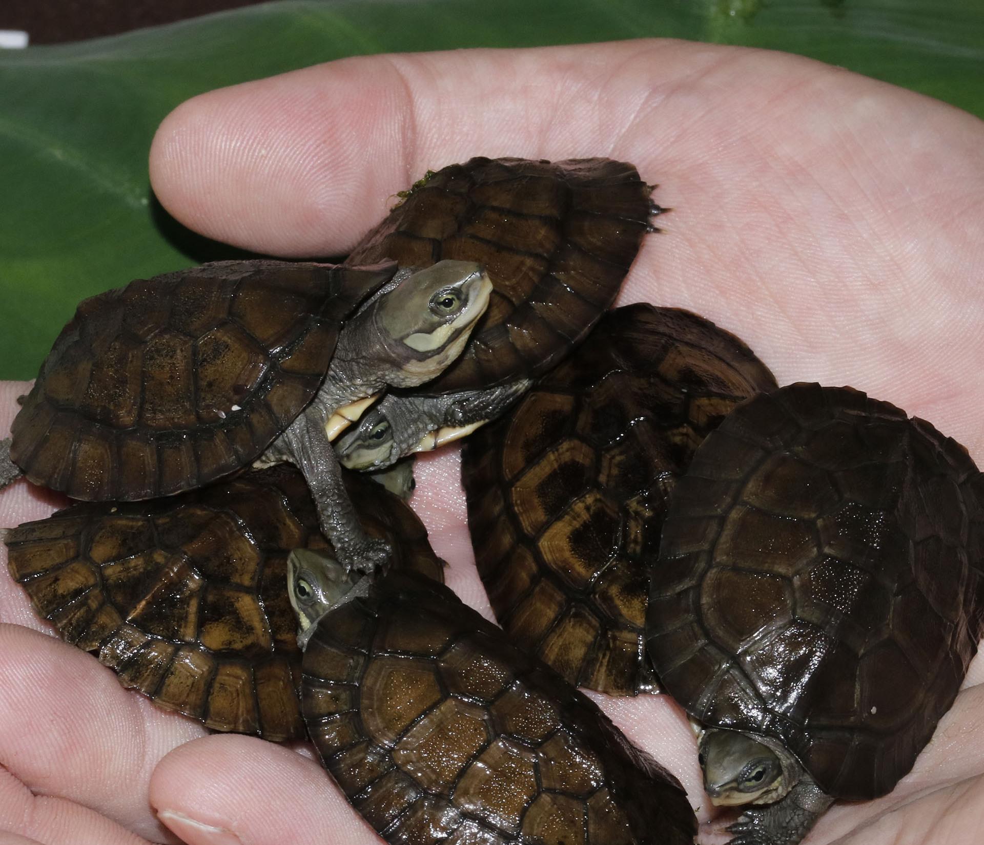 Sechs frisch geschl&uuml;pfte Schildkr&ouml;ten, gehalten in zwei H&auml;nden