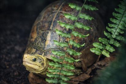 Eine Schildkr&ouml;te, Blick nach links