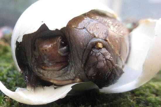 Eine frisch geschl&uuml;pfte Schildkr&ouml;te, gr&ouml;&szlig;tenteils noch in der Eierschale