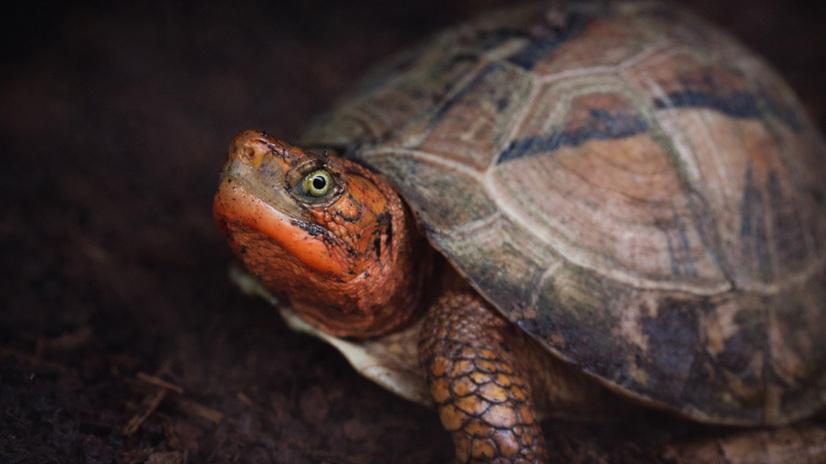 Eine Schildkr&ouml;te, Blick nach oben links