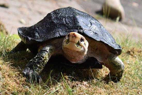 Eine Schildkr&ouml;te bewegt sich auf Rasen Richtung Kamera
