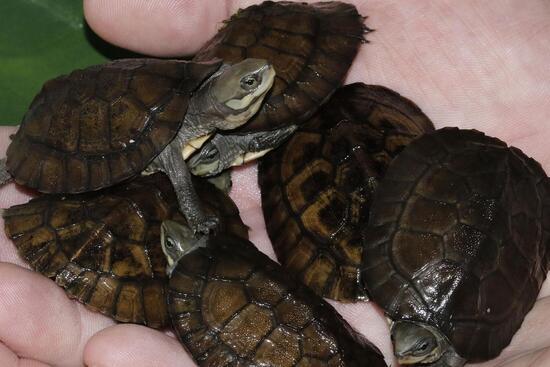 Sechs frisch geschl&uuml;pfte Schildkr&ouml;ten, gehalten in zwei H&auml;nden