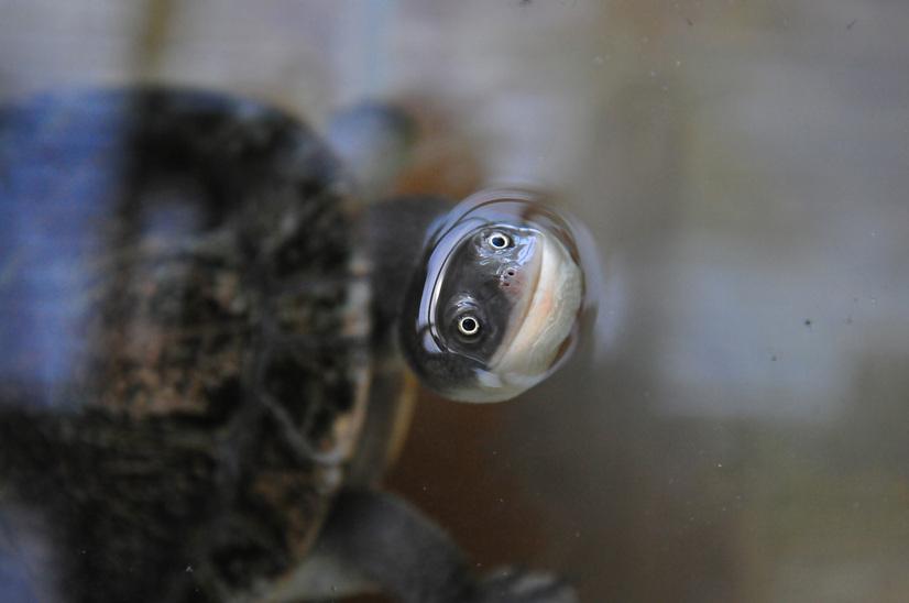 Eine Schildkr&ouml;te schaut frontal aus dem Wasser