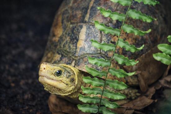 Eine Schildkr&ouml;te, Blick nach links