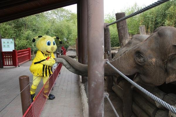 BVB-Maskottchen Emma steht an einem roten Zaun. Dahinter stehen zwei Elefanten und halten ihren R&uuml;ssel hin, damit Emma die Elefanten f&uuml;ttern kann.