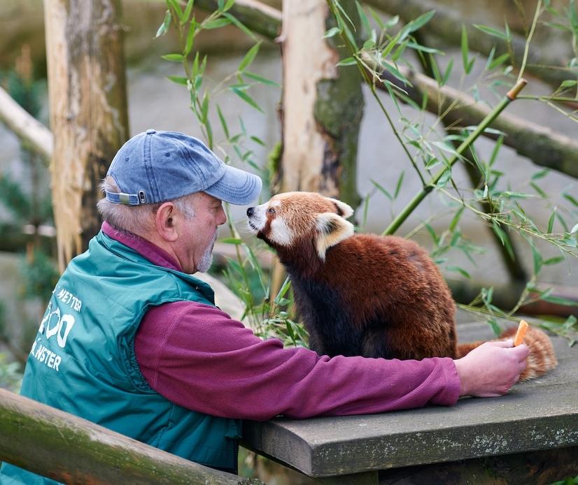 Ein Tierpfleger spielt mit einem roten Panda