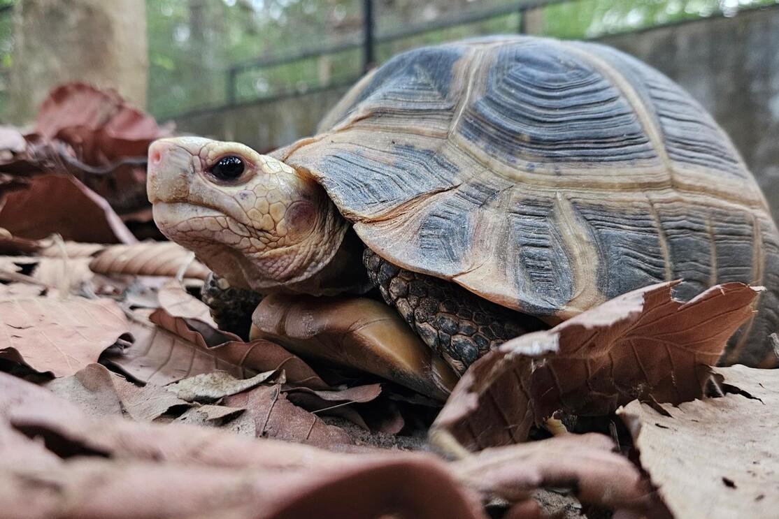 Eine Gelbkopfschildkr&ouml;te liegt im Laub