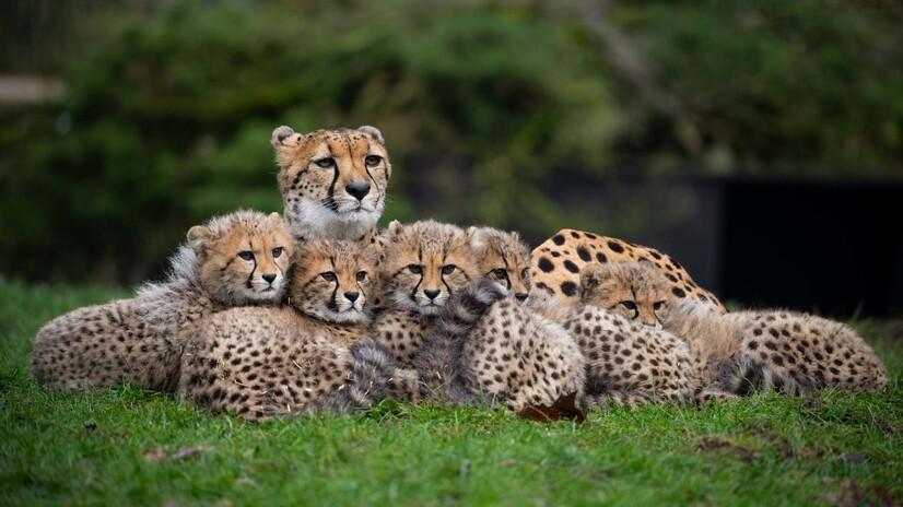 Ein Gepard liegt mit f&uuml;nf Jungtieren auf einer Wiese