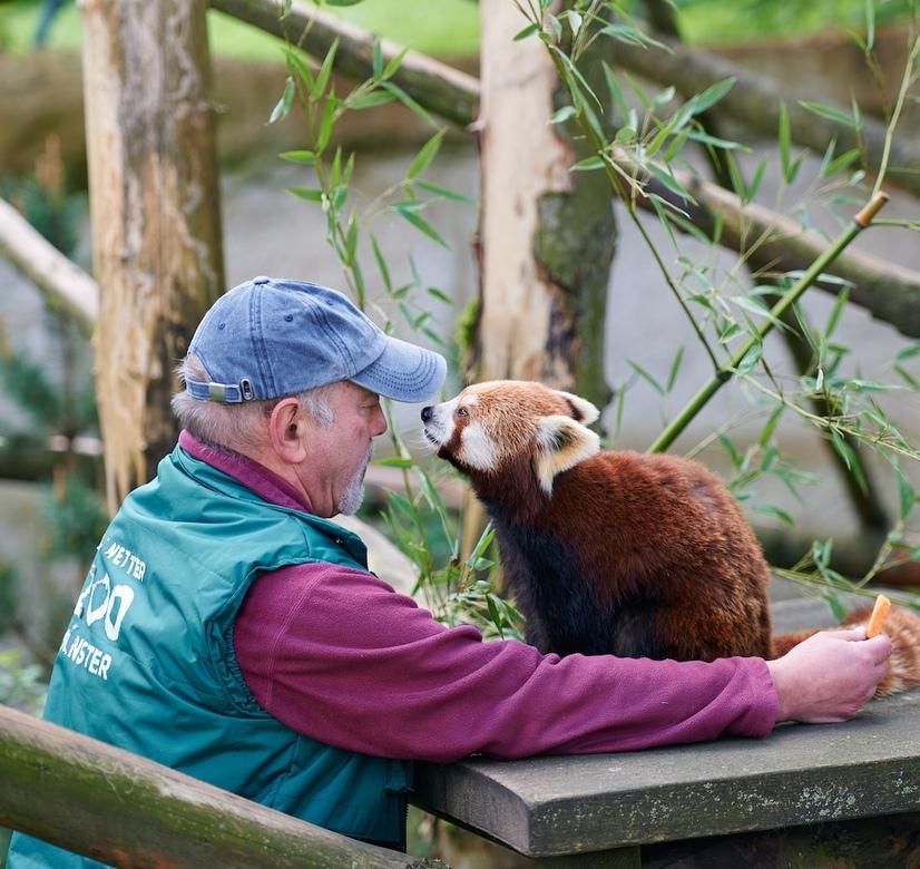 Ein Tierpfleger spielt mit einem roten Panda