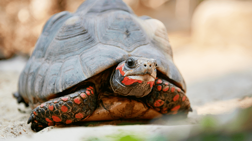 Ein Köhlerschildkröte auf sandigen Untergrund