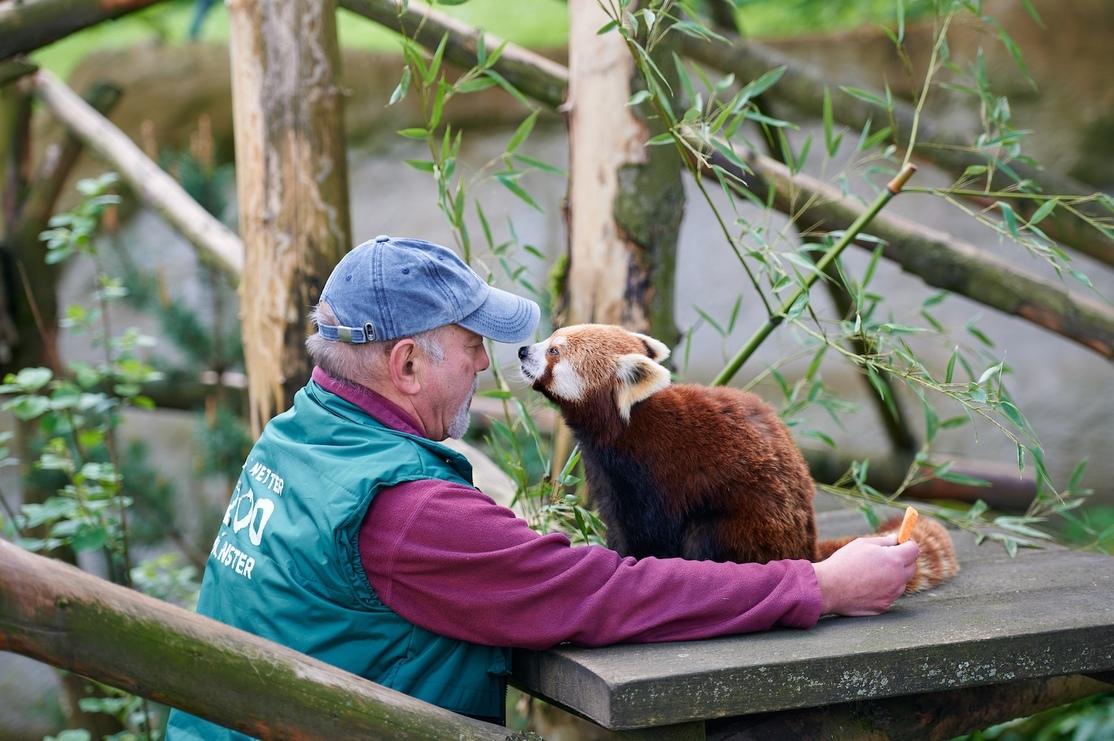 Ein Tierpfleger spielt mit einem roten Panda