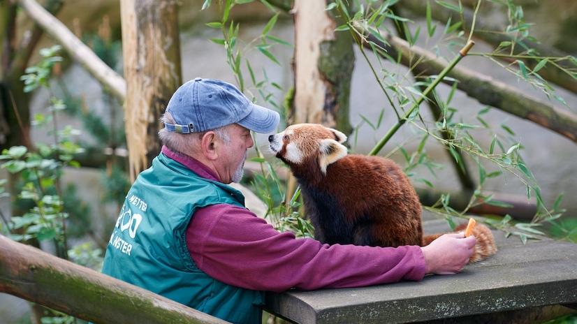 Ein Tierpfleger spielt mit einem roten Panda