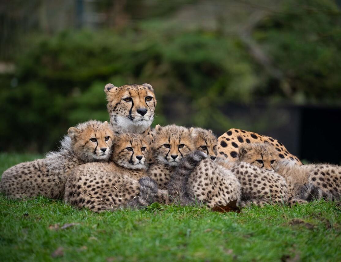 Ein Gepard liegt mit f&uuml;nf Jungtieren auf einer Wiese