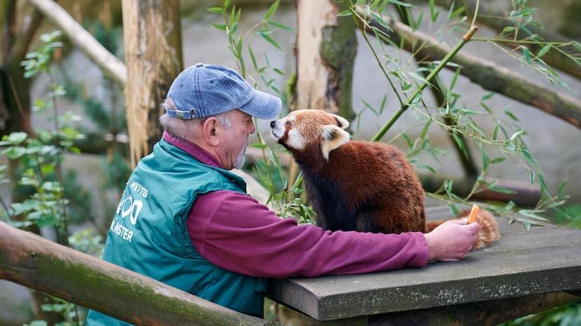 Ein Tierpfleger spielt mit einem roten Panda