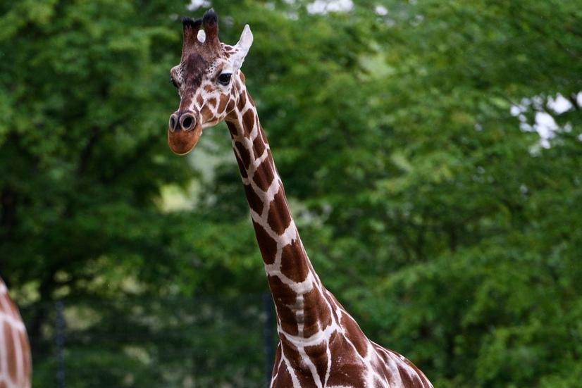 Eine junge Giraffenkuh auf einer Wiese