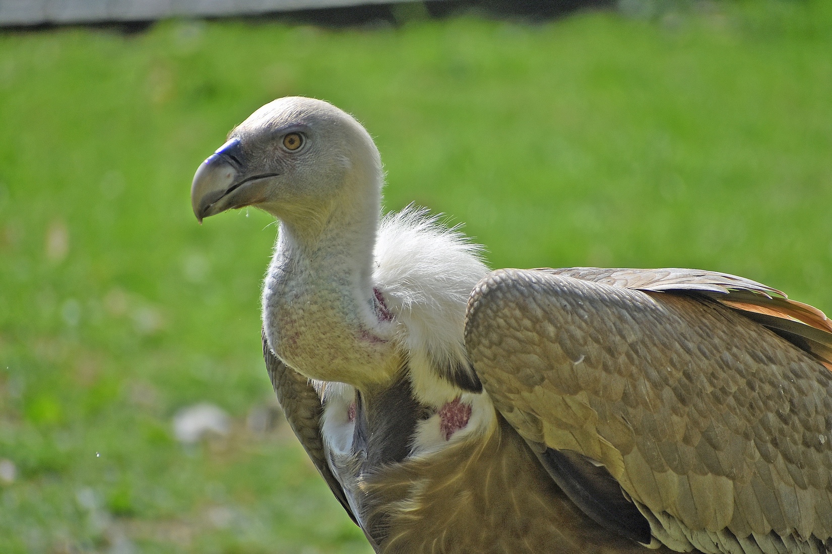 Ein G&auml;nsegeier im Allwetterzoo M&uuml;nster
