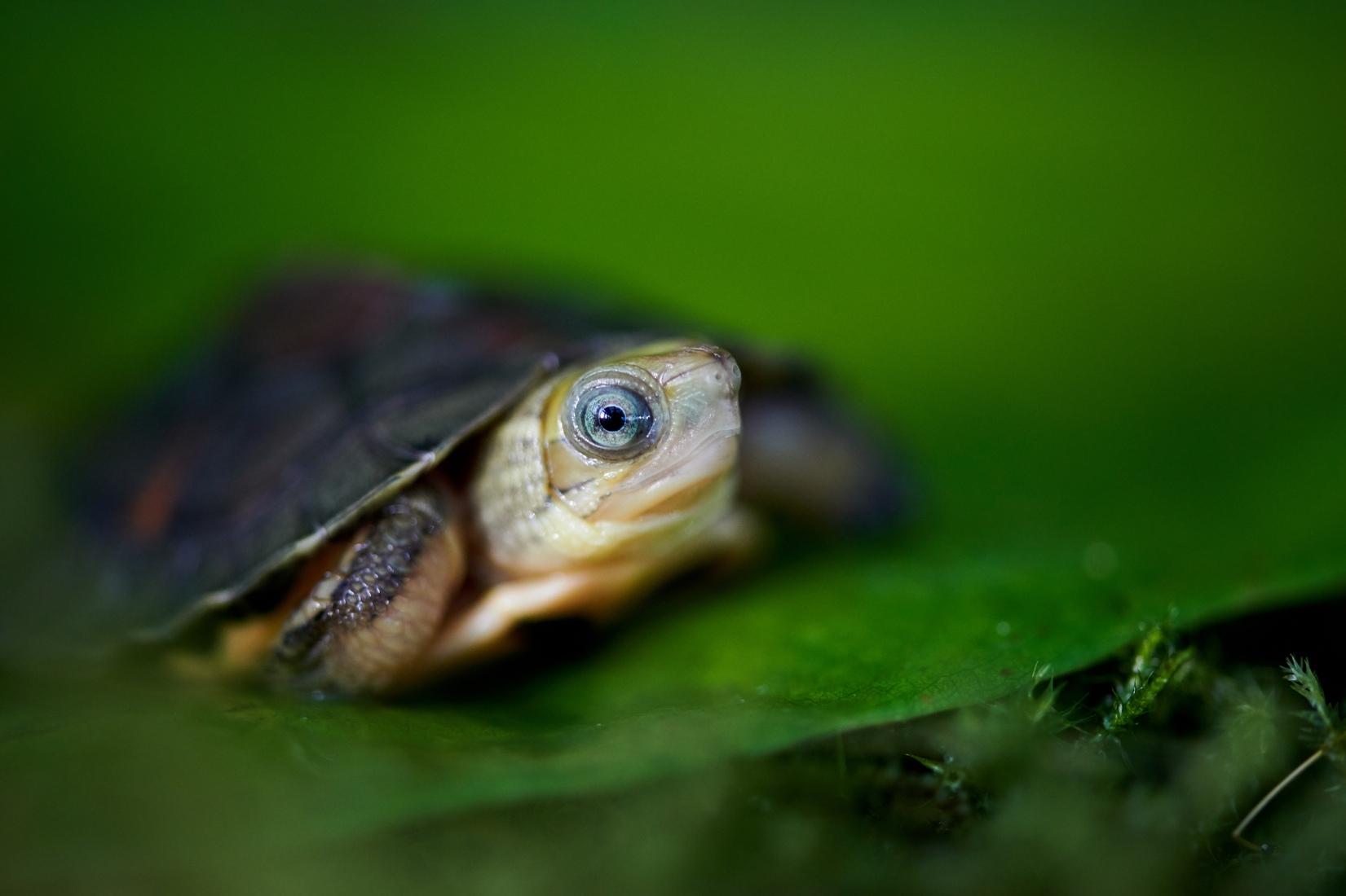 Eine Goldkopf-Schnierschildkröte auf einem Blatt
