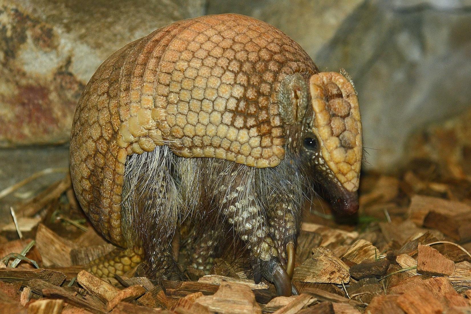 Ein Gürteltier sitzt in seinem Gehege im Allwetterzoo Münster.