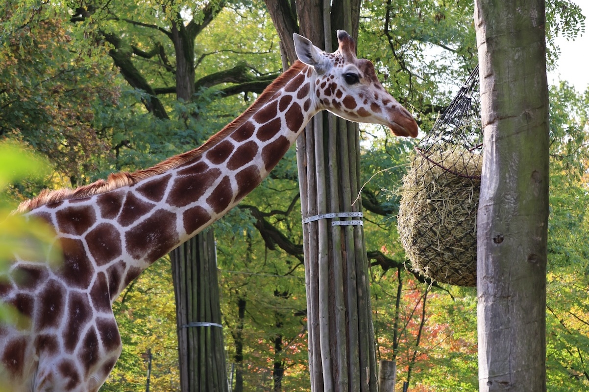 Giraffe Makena steht auf ihrer Anlage im Allwetterzoo, vor ihr hängt ein Korb mit Futter.