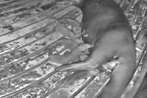 Aufnahme eines Riesenotters mit Nachwuchs geschützt in einer Höhle