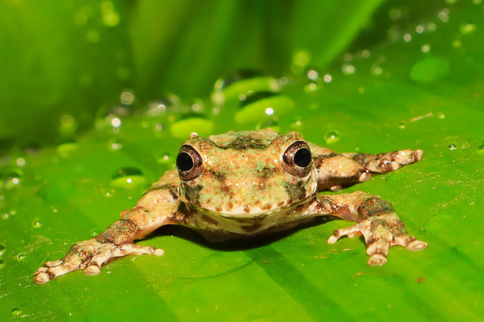 Ein junger San Martin Fransenlaubfrosch sitzt auf einem grünen Blatt mit Wasserperlen und schaut direkt in die Kamera. Foto: Allwetterzoo/Langner