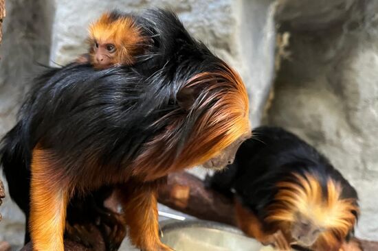 Ein junger Goldkopflöwenaffe sitzt auf dem Rücken seines Vaters.