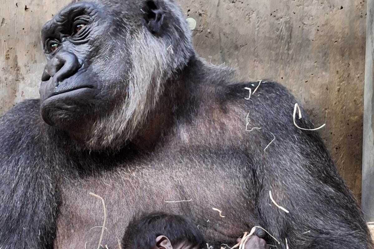 Gorillaweibchen Changa mit Nachwuchs