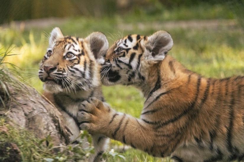 Die kleinen Tiger auf der Außenanlage im Allwetterzoo Münster.